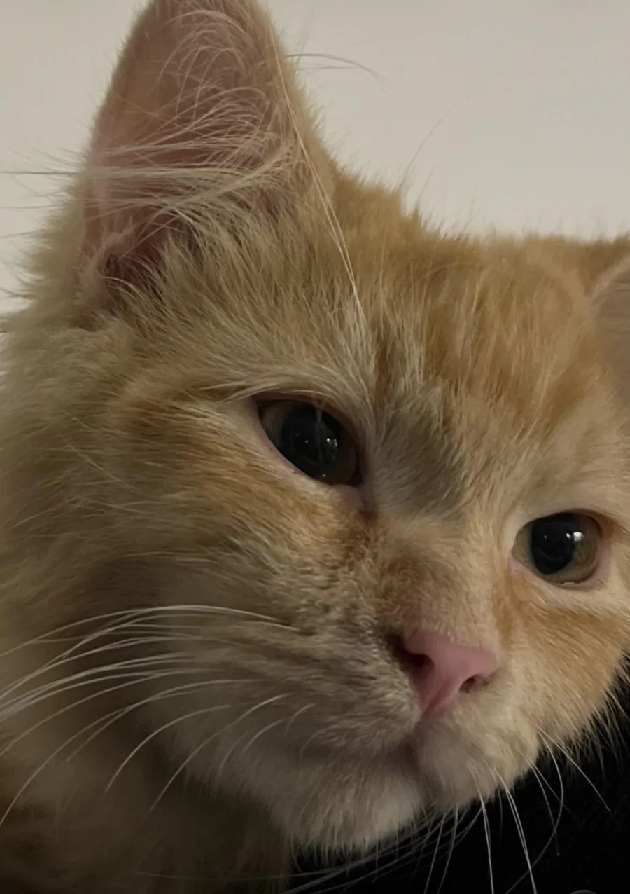 Pichu, a ginger kitten, looking into the camera